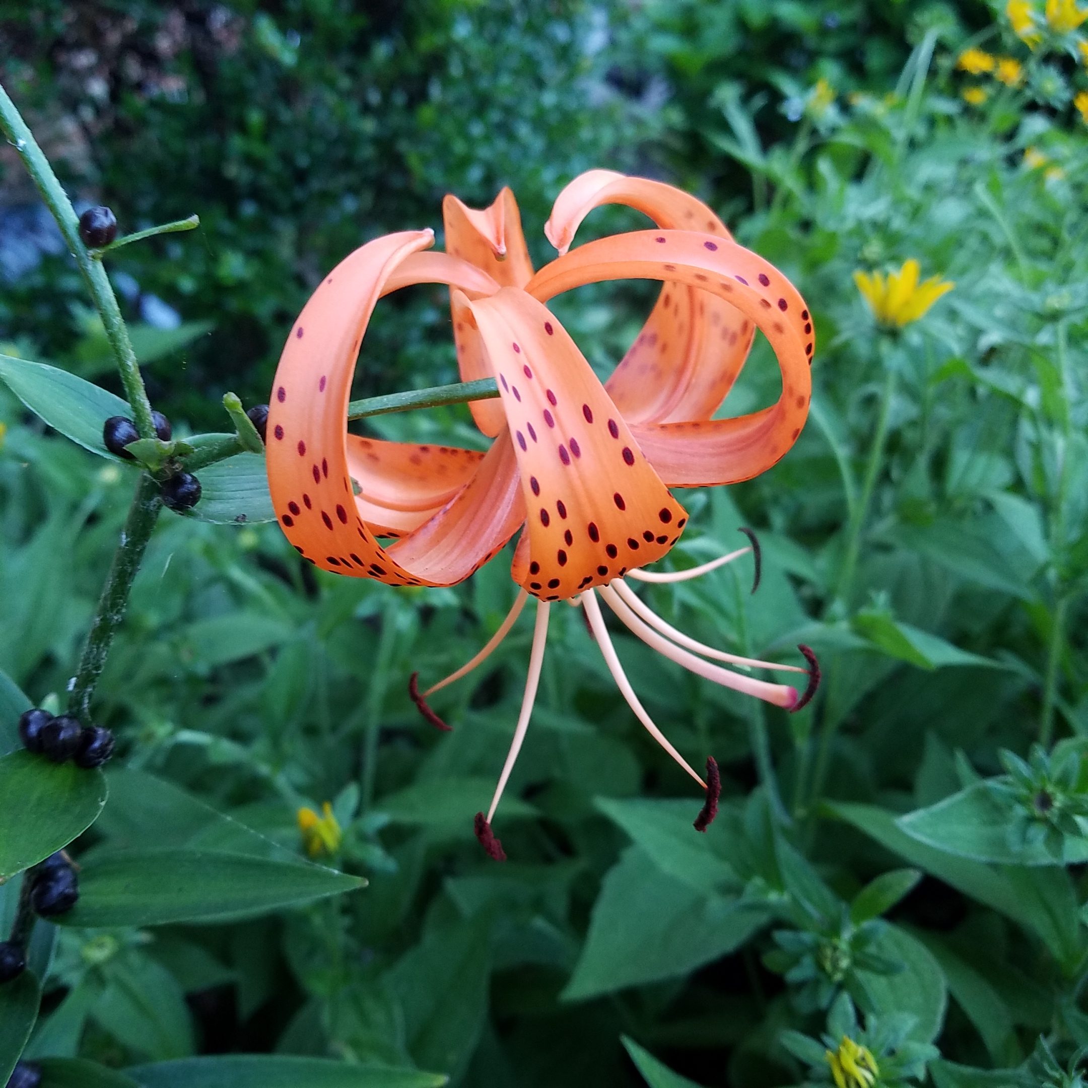 Tiger Lilly Image